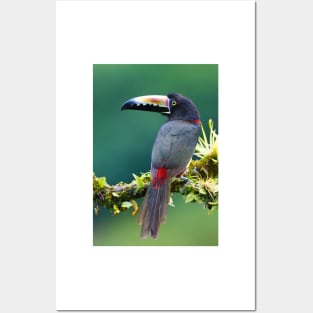 Collared Aracari - Costa Rica Posters and Art